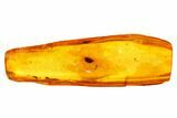 Detailed Fossil Beetle (Coleoptera) In Baltic Amber #105452-3